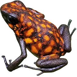 Puerto Quito Dart Frog